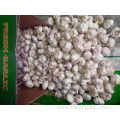 Loose Packing Fresh New Garlic